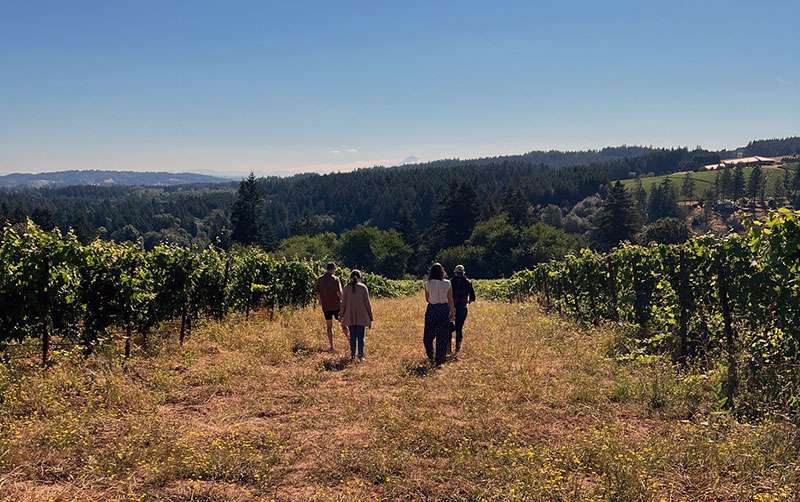 Four people walking through a vineyard